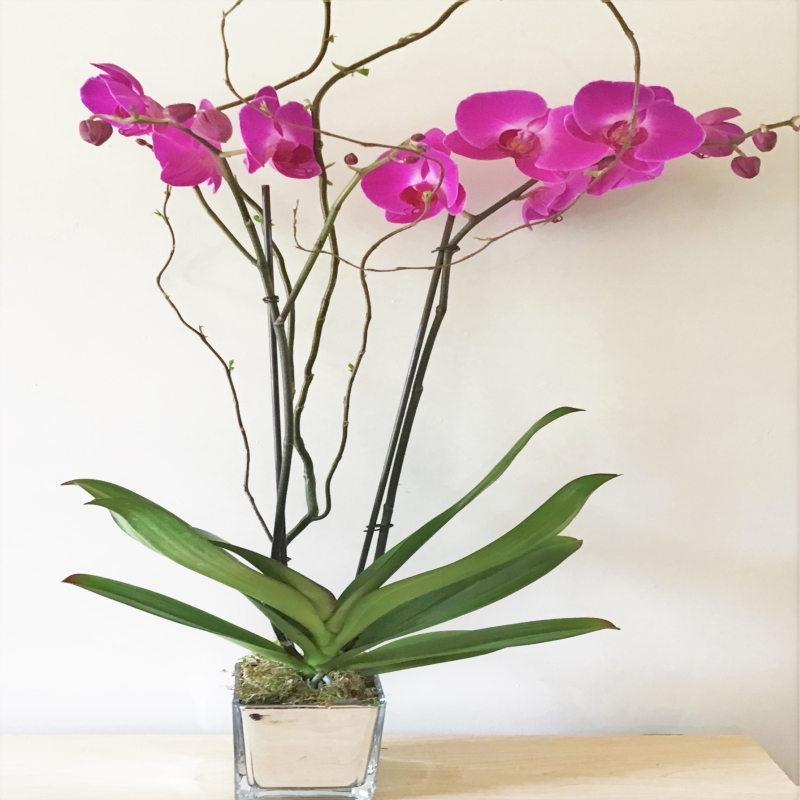 Double Stems Purple Orchid in mirror cube